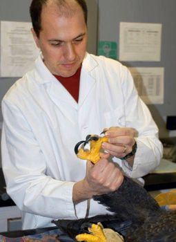 Beaucoup d’efforts sont faits depuis une dizaine d’années par Guy Fitzgerald et l’équipe de réhabilitation des oiseaux de proie dans le but d’éviter au maximum l’incidence de prises accidentelles.