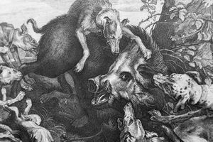 La Chasse au sanglier (détail), J. Zaal, d'après Frans Snyders (1579-1657). Cette gravure sur cuivre est représentative de la production de Snyders, empreintes d'une théâtralité baroque.