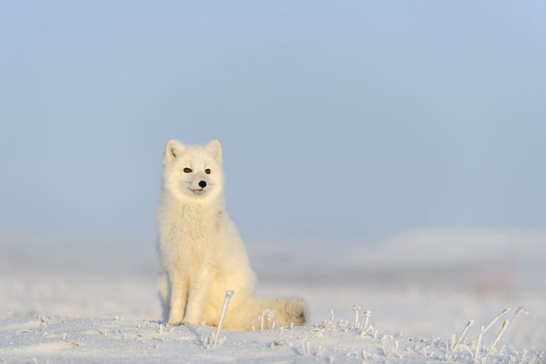 Des chercheurs craignent que le variant arctique du virus de la rage migre au sud du 55e parallèle à la faveur d’interactions plus fréquentes entre les renards roux et les renards arctiques au nord, où ils sont de plus en plus en compétition pour se nourrir.