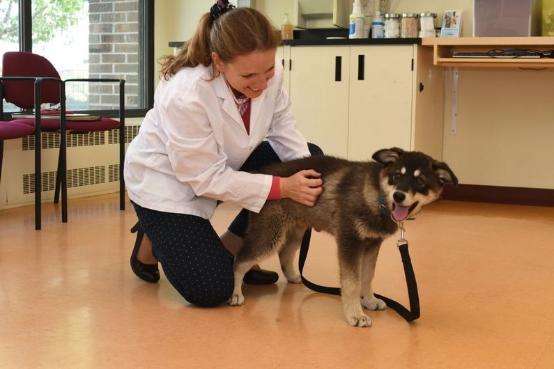 La Dre Desmarchelier est une spécialiste du comportement animal, rattachée depuis 2018 à l'American College of Veterinary Behaviorists.