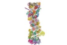 Le protéasome est une minuscule machine biologique qui existe dans toutes les cellules de notre organisme. Cette machine est responsable de la dégradation et de l’élimination des protéines indésirables, mal formées ou en surplus.