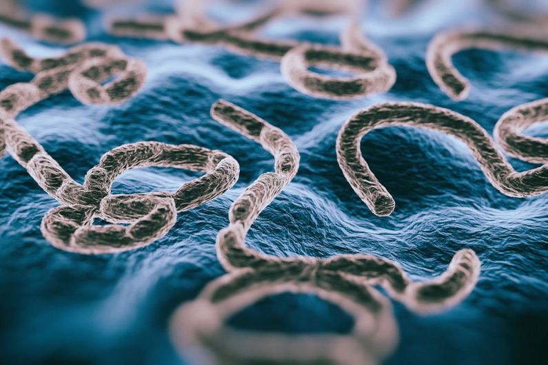 The new study unravels some of the molecular intricacies of Ebola virus replication, shedding light on key proteins and pathways involved in the process.