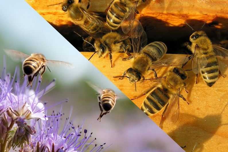 Parmi les comportements inhabituels qu'une éclipse solaire totale peut provoquer chez les insectes, on a observé que les abeilles cessent de butiner et de bourdonner.