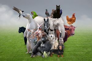 Cette étude met en lumière une forte proportion de fantasmes zoophiles dans l’échantillon étudié et souligne des liens avec d’autres attitudes problématiques et des traits de psychopathie.
