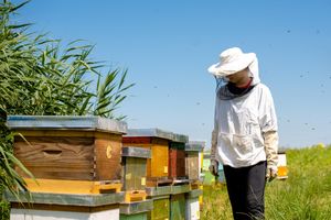 Jouant un rôle central dans l’écosystème, les abeilles sont un véritable bio-indicateur.