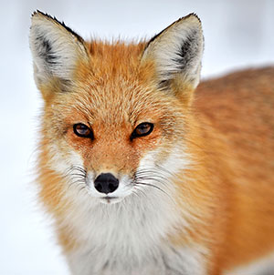 Rencontre roux mont royal