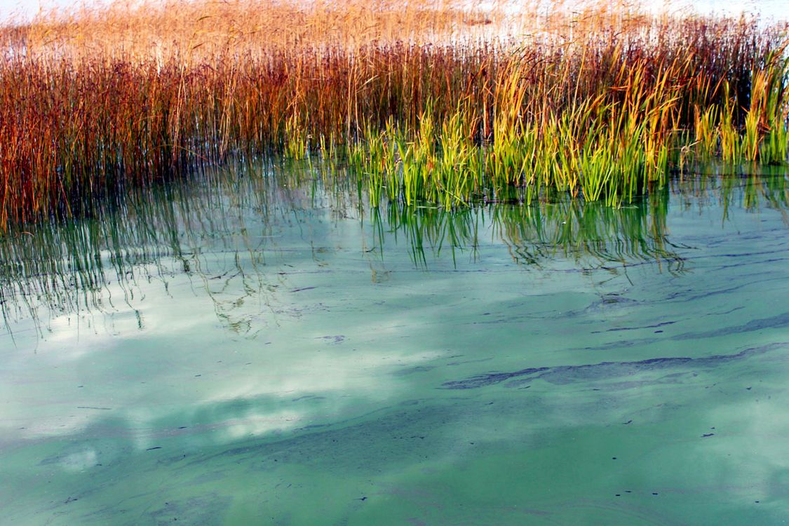 Зеленая вода в озере. Цветение водоемов эвтрофикация. Сине-зеленые водоросли Тамбукан. Синезеленые водоросли Волга. Цветение воды цианобактерии.