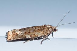The Eastern spruce budworm in its adult moth phase, when it migrates to other forest stands.