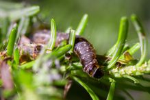 La tordeuse des bourgeons de l'épinette, dans sa phase de jeune chenille (larve), se nourrissant d'aiguilles de sapin.