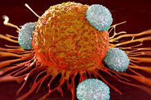 Des cellules T s'attaquent à une cellule tumorale. L'équipe du Dr Chris Rudd a mis au jour un mécanisme essentiel du fonctionnement de ces cellules «guerrières».