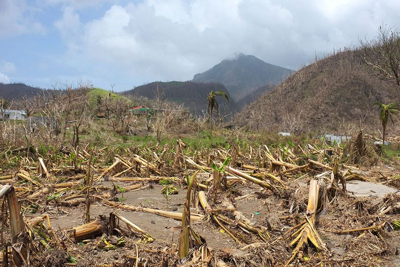 Les cultures de bananiers ont été détruites, et la plupart des arbres sont défoliés et abîmés.