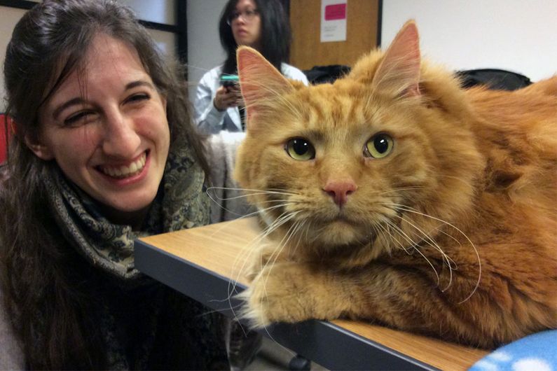 Étudiante en anthropologie, Bianca Cozzolino-Rousseau a fait un détour par la Faculté de droit pour une petite pause de «zooanimation» le 23 novembre. En vedette, le chat Ti-Gars.