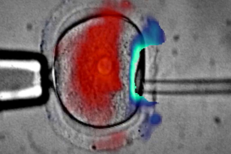 Des chercheurs ont mis au point une méthode révolutionnaire pour observer en direct les mouvements et forces en présence dans des ovules de souris.