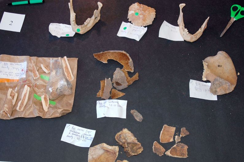Ces fragments d’ossements proviennent d’un lieu de sépulture de la culture des amphores globulaires du Néolithique tardif, à Kierzkowo, dans le nord-ouest de la Pologne. Ils ont été rapportés au Canada en 1982 par Damian Labuda, professeur de génétique à l’Université de Montréal. 