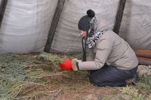 Roxane Campeau prépare un plancher de branches pour le «mitchuap».