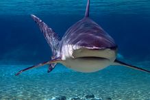 Selon les registres annuels consultés par Agathe Allibert, 43 attaques de requin se sont produites à La Réunion de 1980 à 2016. Dans 61 % des cas, c'est le requin bouledogue (photo) qui était en cause.