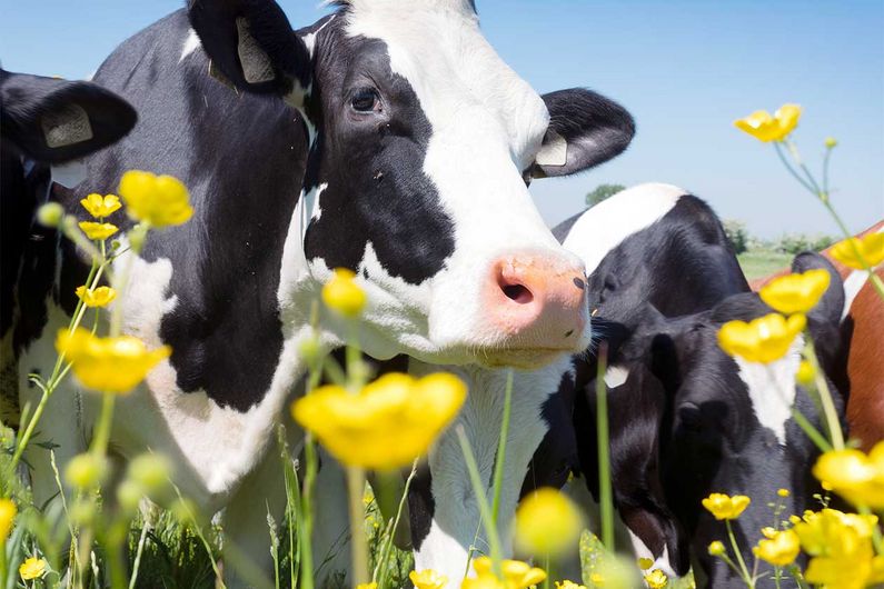 Les vaches laitières veulent plus de liberté!