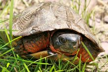 Les résultats de cette étude découlent de l’analyse génétique de tissus prélevés sur 248 bébés tortues des bois.