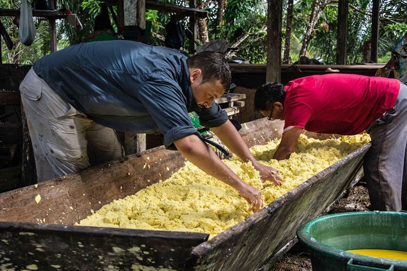 Deux hommes transforment du manioc en farine, la base de l’alimentation chez les Palikur. 