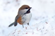 Au cours des prochaines décennies, l’habitat des oiseaux de la forêt boréale du Québec connaîtra des transformations majeures dues aux changements climatiques.
