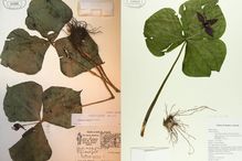 Two specimens – one from 1959-60 (left), the other from 2012-2015 – of the same species of trillium collected at the Mont St-Hilaire nature preserve.