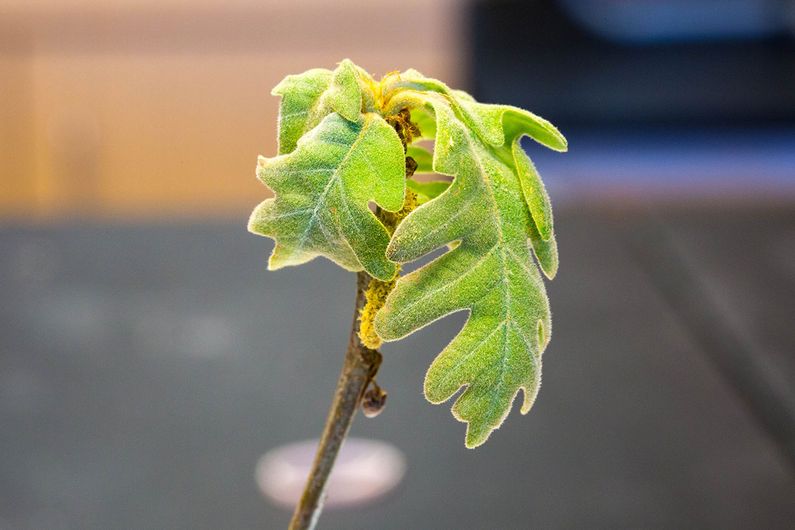 Simon Joly, professeur au Département de sciences biologiques de l’Université de Montréal, vient de montrer que la génétique aide à prédire le moment de la sortie des feuilles au printemps.