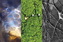 La reconstitution d’une supernova géante, une population de roseaux prise en photo à partir d’un drone et un enchevêtrement de neurones observé au microscope électronique sont les images retenues par le jury du concours «La preuve par l’image», auquel l’Université de Montréal a participé.