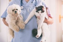 Les soins aux animaux de compagnie feront l'objet de nouvelles options en médecine vétérinaire.