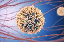 Essentiels pour la coordination des réponses immunitaires, les lymphocytes T CD4 sont d’importants globules blancs qui contribuent au contrôle des infections chroniques comme le VIH.