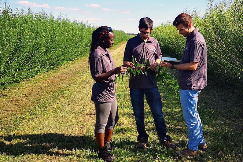 Fatoumata-Binta Ba, étudiante au baccalauréat en génie chimique à Polytechnique Montréal et stagiaire du projet PhytoVaLix; Francis Allard, président de Ramea phytotechnologies; et Xavier Lachapelle-Trouillard, diplômé de la maîtrise recherche de Polytechnique et responsable de la recherche et du développement chez Ramea phytotechnologies. Fatoumata-Binta Ba, étudiante au baccalauréat en génie chimique à Polytechnique Montréal et stagiaire du projet PhytoVaLix; Francis Allard, président de Ramea phytotechnologies; et Xavier Lachapelle-Trouillard, diplômé de la maîtrise recherche de Polytechnique et responsable de la recherche et du développement chez Ramea phytotechnologies.