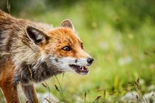 On sait depuis 1947 que le renard arctique est porteur d’une forme de rage baptisée «rage vulpine», une maladie contagieuse potentiellement mortelle et transmissible aux humains, d’où son nom de zoonose.