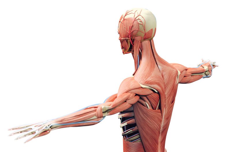 L'objectif du nouveau laboratoire est d'associer des expertises touchant à l’étude du système musculosquelettique.