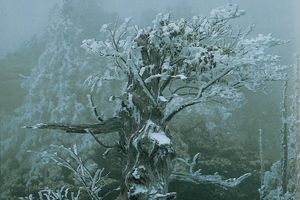 Cette exposition, produite et mise en circulation par la Japan Foundation, présente plus de 60 photos de Kazuyoshi Miyoshi représentant des biens japonais inscrits au patrimoine mondial de l’Unesco.
