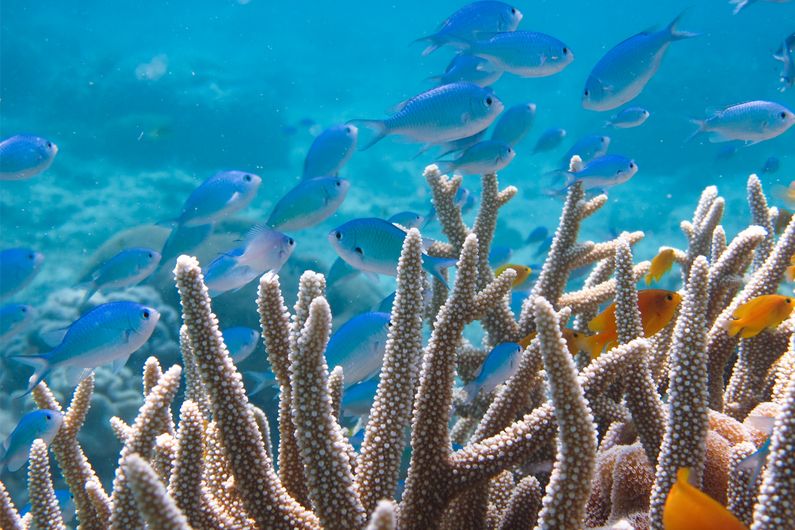 Damselfishes on the Great Barrier Reef in Australia, including species used by the researchers in their study.