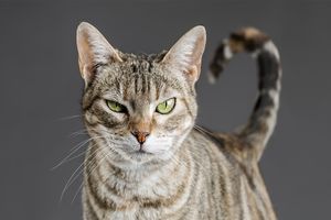 Les vétérinaires disposent désormais d’une échelle qui mesure la douleur de l’animal à partir de la position des oreilles, du museau, des moustaches et des paupières.
