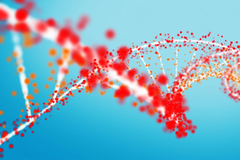 En utilisant une technique nommée édition de gène, les chercheurs ont recréé puis introduit une mutation génétique responsable de la maladie dans le modèle cellulaire. 