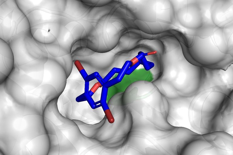  Modèle macrocycle chiral (en bleu) dans la cavité catalytique de l'enzyme CALB (en gris, sérine catalytique en vert). L'image a été produite à partir du PDB ID 5GV5 avec le PyMOL Molecular Graphics System, version 1.2r3pre, Schrödinger, LLC. Les expériences d'arrimage moléculaire ont été effectuées avec le programme Fitted provenant de la plateforme computationnelle Forecaster. 
