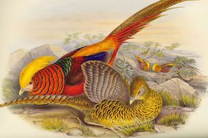 John Gould, «Thaumalea Picta». John Gould, “Thaumalea Picta”