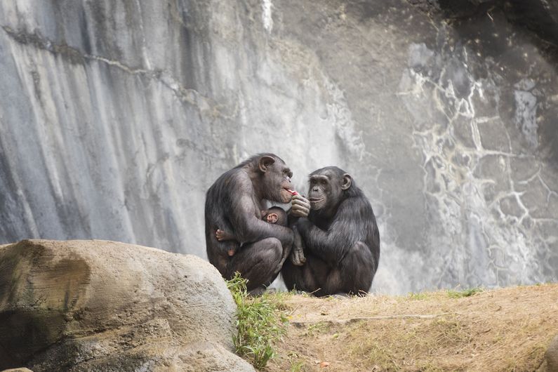 Among the observations they made in the wild, the researchers noted that chimpanzee mothers share food with their offspring that is difficult to swallow or food that they cannot chew themselves, most often done with staple foods. 