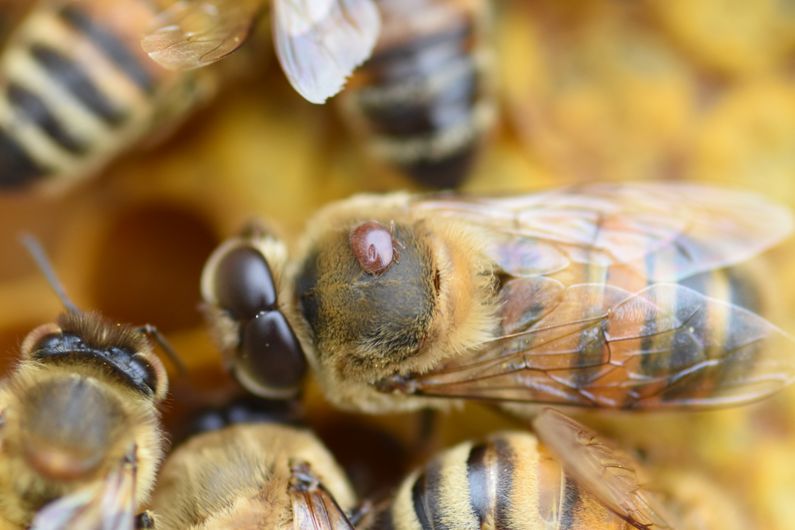 Venue d’Asie il y a 25 ans, la mite «Varroa destructor», ici fixée sur le thorax de l’abeille, est le parasite le plus dévastateur pour les colonies d’abeilles de l’est du Canada.