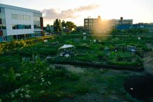 Pour une sixième année, le campus MIL de l’Université de Montréal accueille des apiculteurs et des jardiniers qui viennent aider à verdir ce lot du campus.