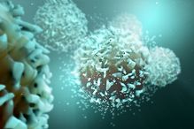 Des chercheurs sont parvenus à mieux comprendre la complexité de l’environnement dans lequel se développent les cellules appelées lymphocytes T et, par le fait même, les mécanismes de tolérance de ces cellules qui sont un obstacle à l’immunité cellulaire.