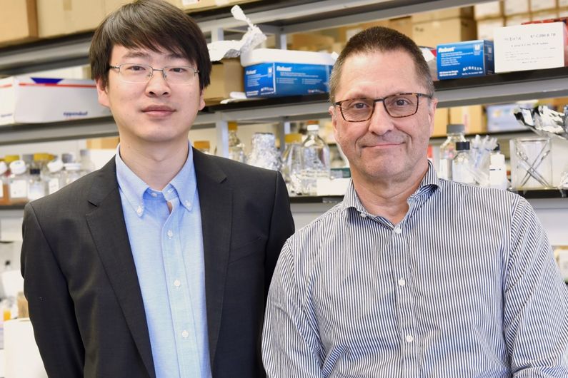 The first and senior authors of the study, Ning Wu and André Veillette.