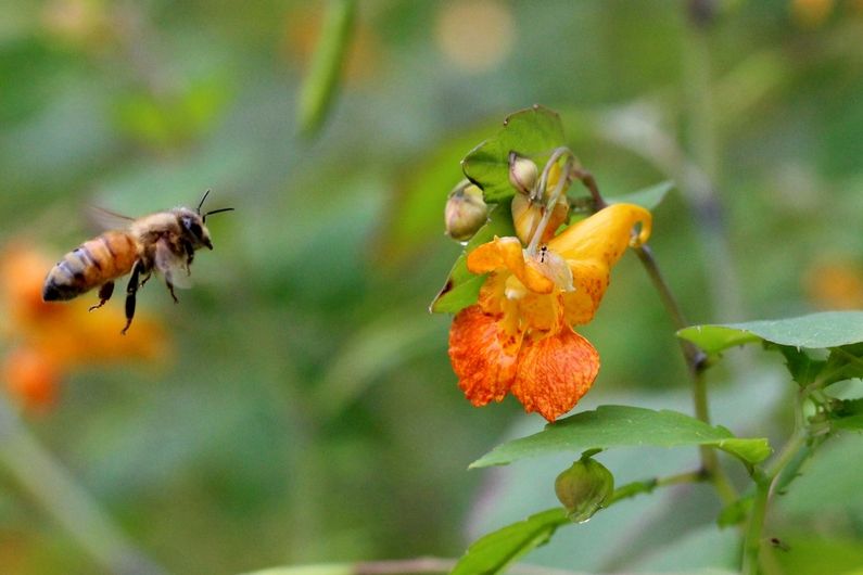 Bee flying towards a Cape jewelweed (Impatiens capensis) flower.