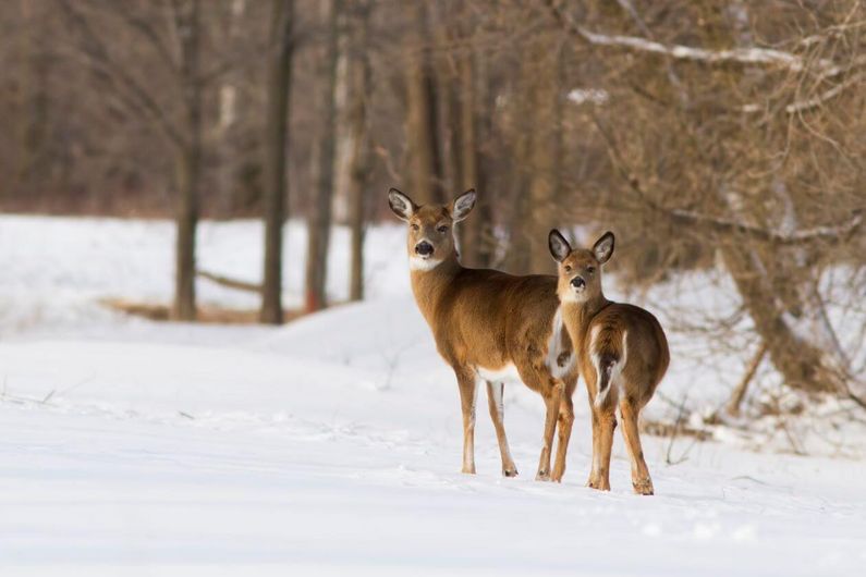 La Ville de Longueuil a fait volteface et a annoncé à la fin novembre qu’elle demandait au ministère des Forêts, de la Faune et des Parcs du Québec d’autoriser le déplacement de ces 15 bêtes.