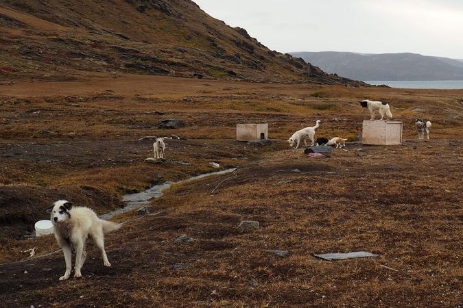 Quand chercheurs et Inuits s’unissent pour vacciner les chiens contre la rage