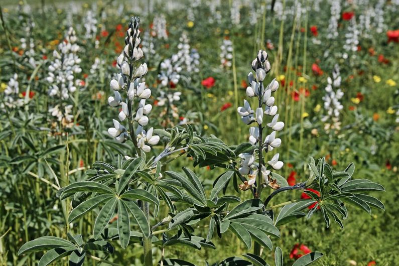 “The legume crop white lupin (L. albus) is one such arsenic tolerant plant species being studied as for sustainable remediation”, explains Adrien Frémont, lead author of the study and a doctoral student in biological sciences at the Université de Montréal.
