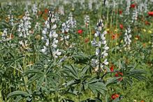 “The legume crop white lupin (L. albus) is one such arsenic tolerant plant species being studied as for sustainable remediation”, explains Adrien Frémont, lead author of the study and a doctoral student in biological sciences at the Université de Montréal.