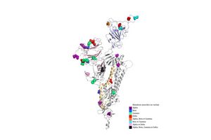 La modélisation du spicule du virus, avec toutes les variations existantes et même celles qu’on ne trouve pas encore dans la nature.