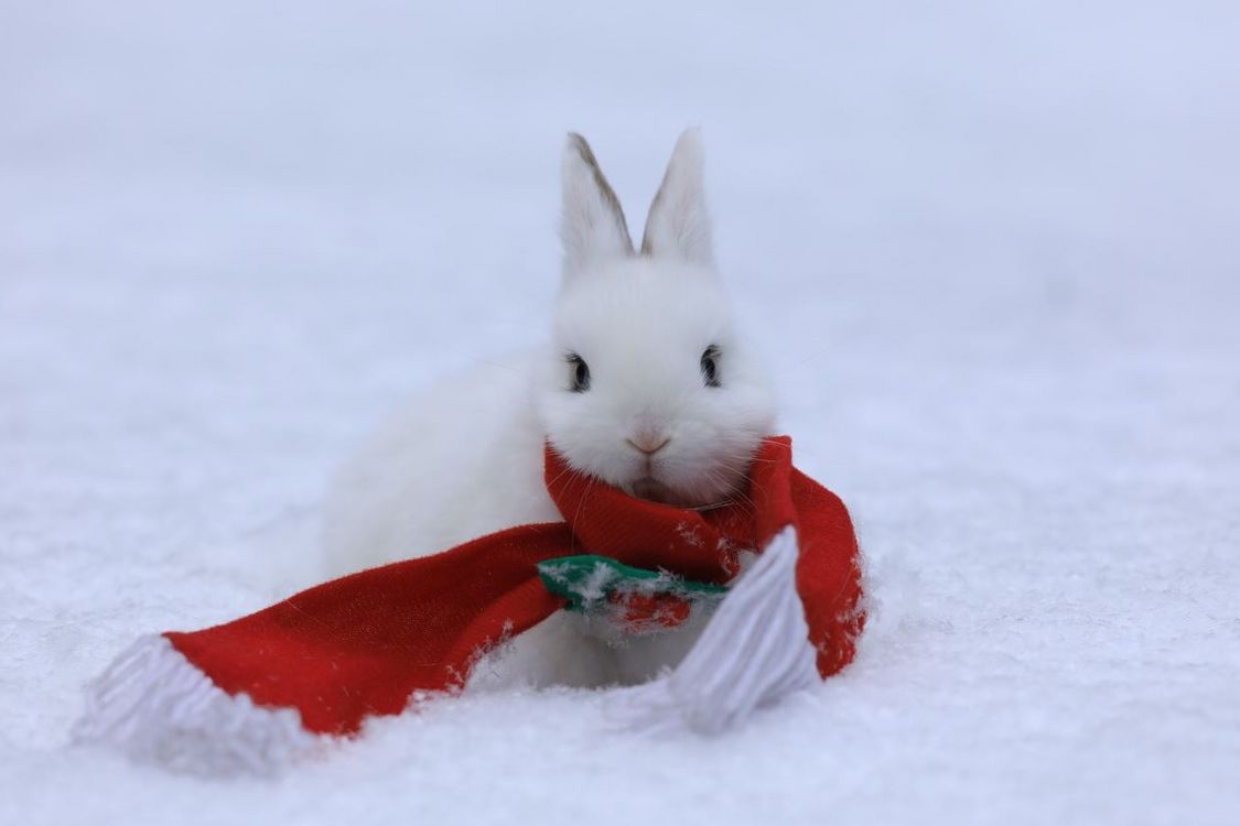 Le petit lapin blanc | UdeMNouvelles
